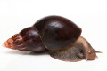 Lissachatina fulica b adult, 13cm